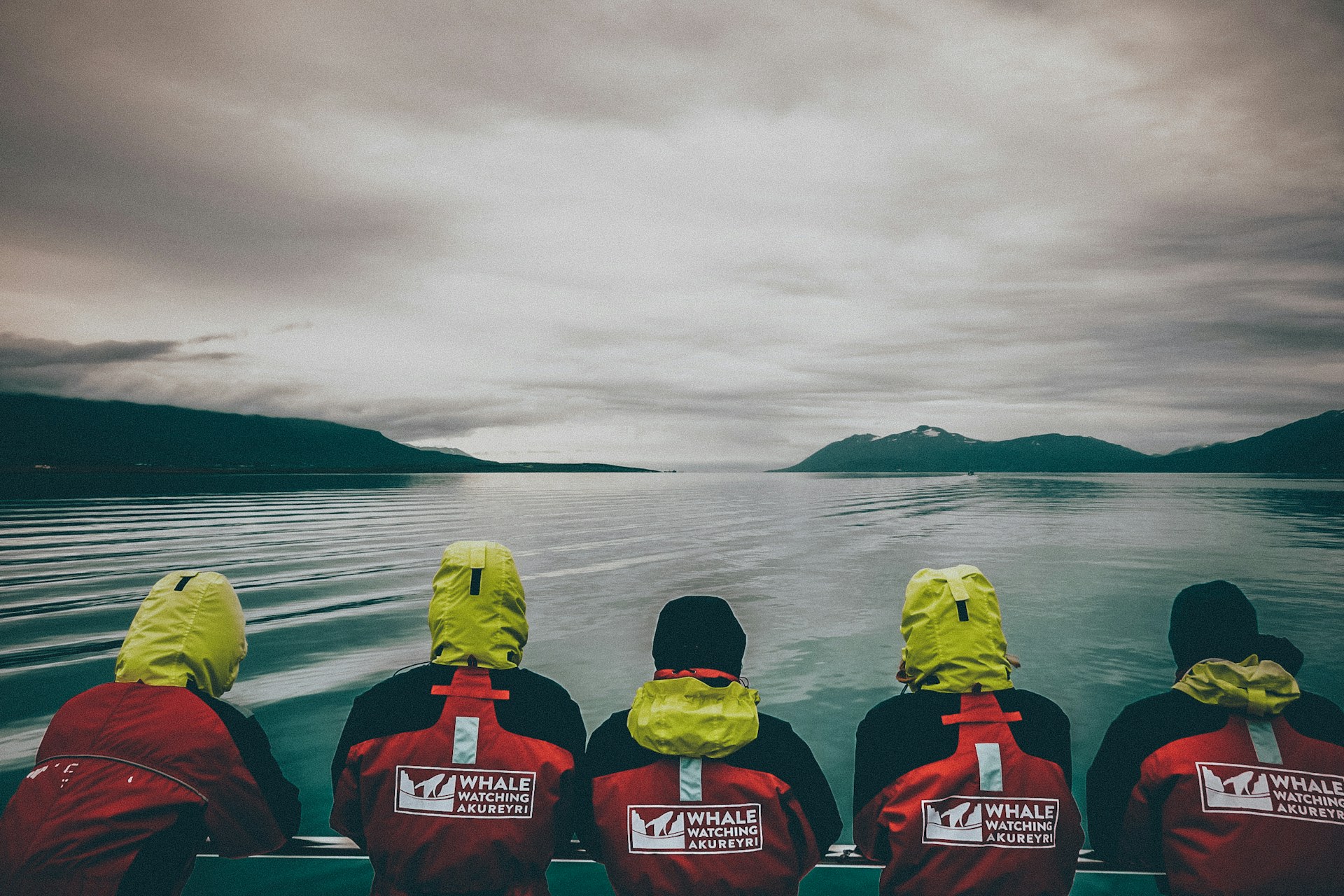 whale watching iceland
